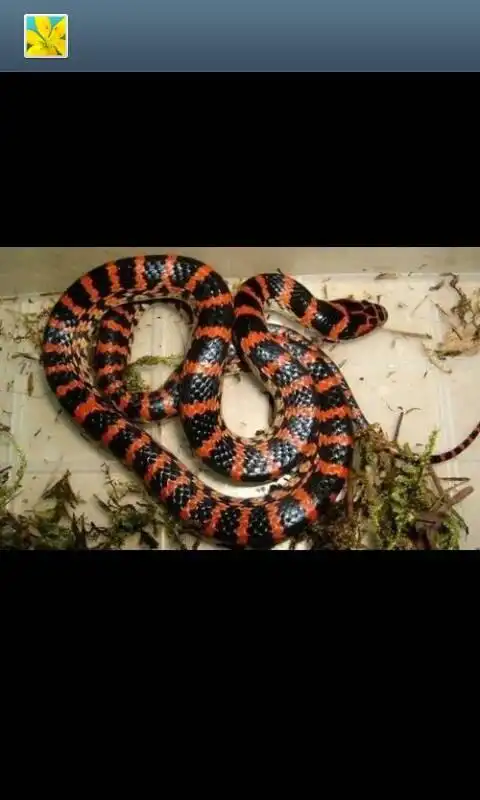 蛇头是三角形的  而且有显眼的颜色  肯定是毒蛇 回答 有人说是花斑蛇