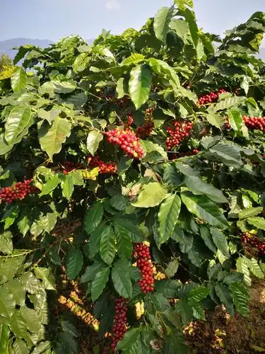 保山永子棋院夜景,小粒咖啡种植基地.