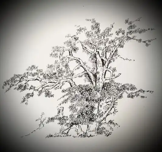 钢笔画练习之 两棵树