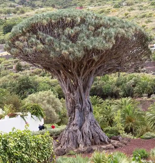 世界上最大的植物——巨龙血树