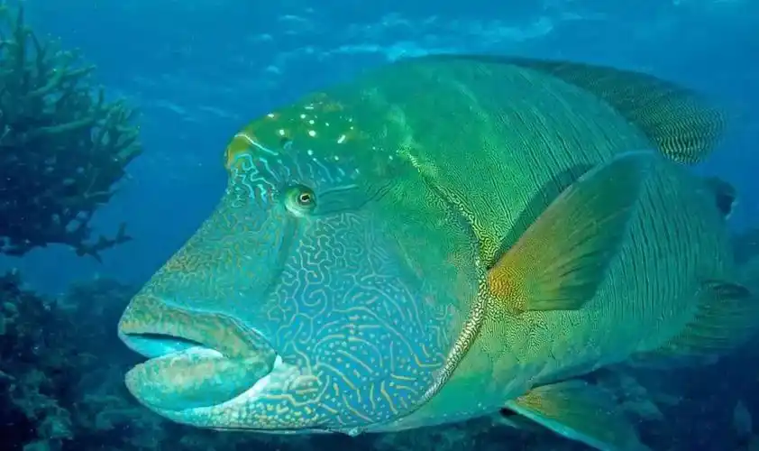 海洋科普丨苏眉被商业捕捞至濒危的海洋鱼类