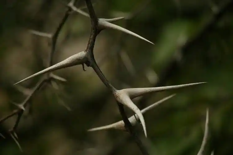 光线,影子,景观,枝条,娱乐,树,树木,树枝,阳光,自然,享受,休闲,刺