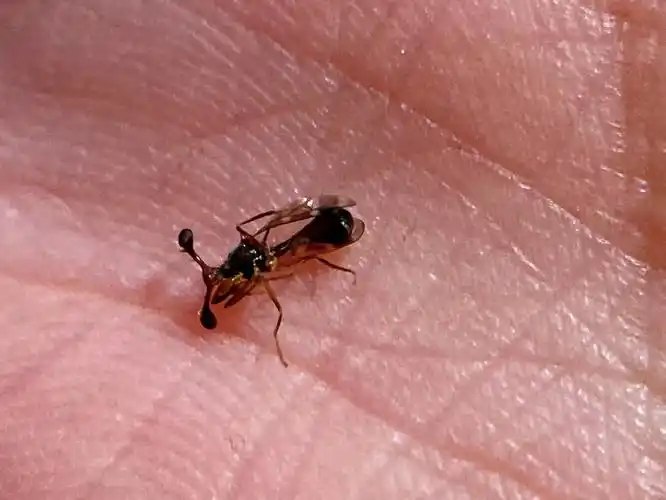 这是云南的一种突眼蝇,这种眼睛结构可能是一种性炫耀