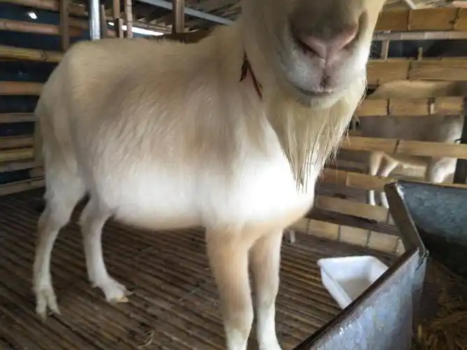 奶山羊 50-80斤