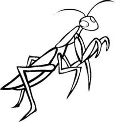 螳螂的简笔画螳螂的简笔画法