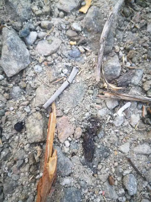 请问能否看看这是什么鸟类的粪便