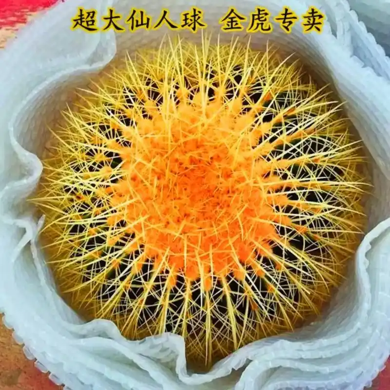 超大金虎仙人球美虎仙人球办公室大气植物超大型多肉仙人掌科绿植