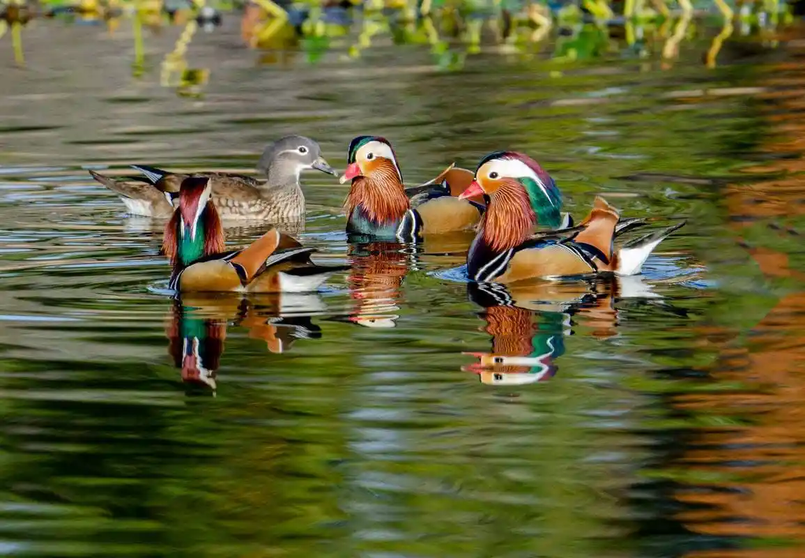 鸳鸯不是爱情鸟?成双成对的恩爱"鸟设"已坍塌,喜鹊比它强多了