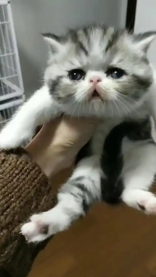 【讨论】美短跟加菲配出来的小猫咪是不是很大可能.