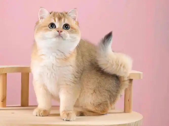 广州佛山猫舍78英短金渐层妹妹超级肥圆