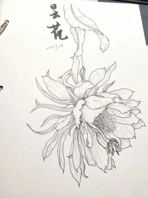 针管笔复古花卉手绘简笔画