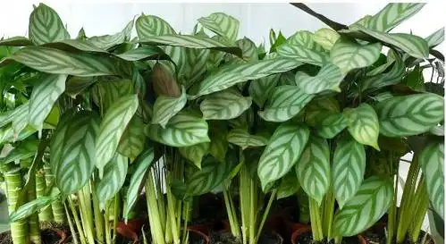 【代购】非洲竹芋