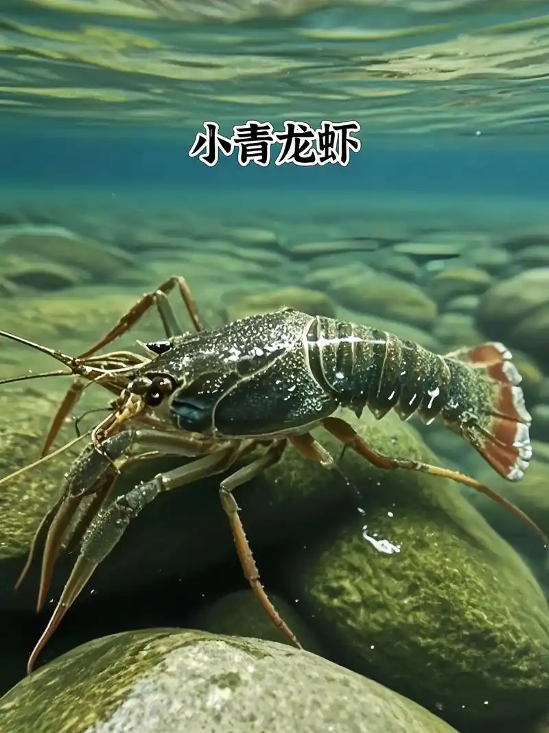 肉质厚实的小青龙虾上架了,喜欢的家人快来看看#美食 #抖音美