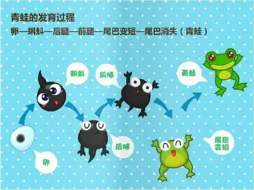 小蝌蚪怎样变成青蛙的过程简笔画