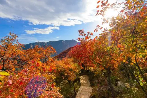 深秋北京坡峰岭红叶