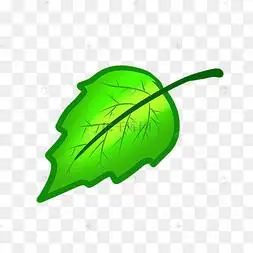 绿色桑叶