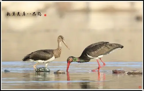 nigra)是一种体态优美,体色鲜明,活动敏捷,性情机警的大型涉禽