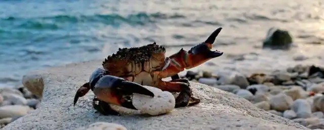 螃蟹喜欢吃什么东西才能养活它?