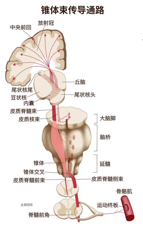 锥体束传导通路(标注版) | 医学插画