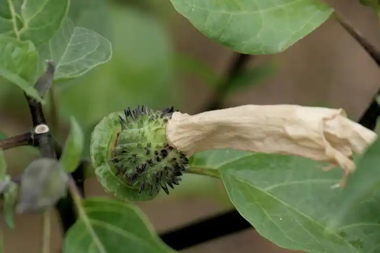 草本曼陀罗花与果(中科院武汉植物园)