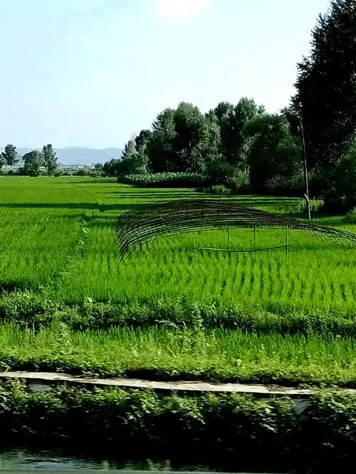 家乡的田野绿油油