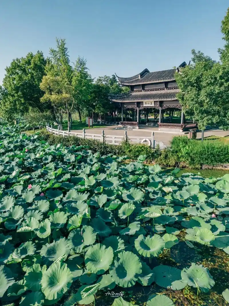 别去金山湖看荷花啦,金山公园的荷花也是一顶一 - 抖音