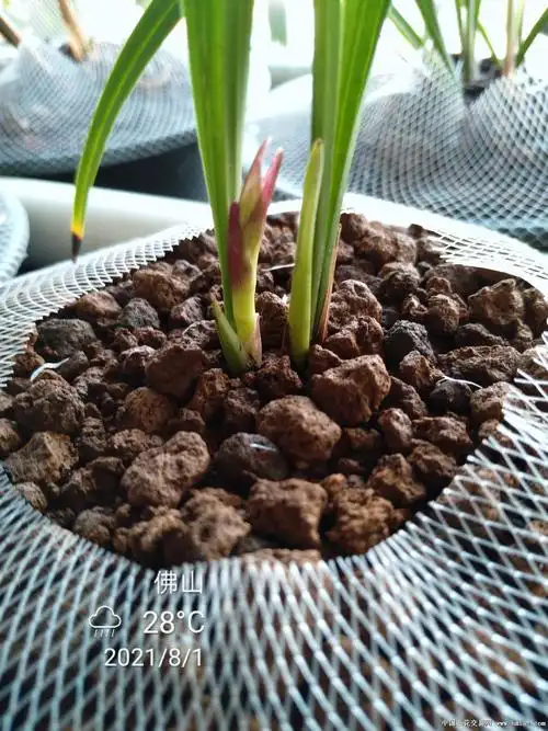 国魂来花-建兰篇-中国兰花交易网社区