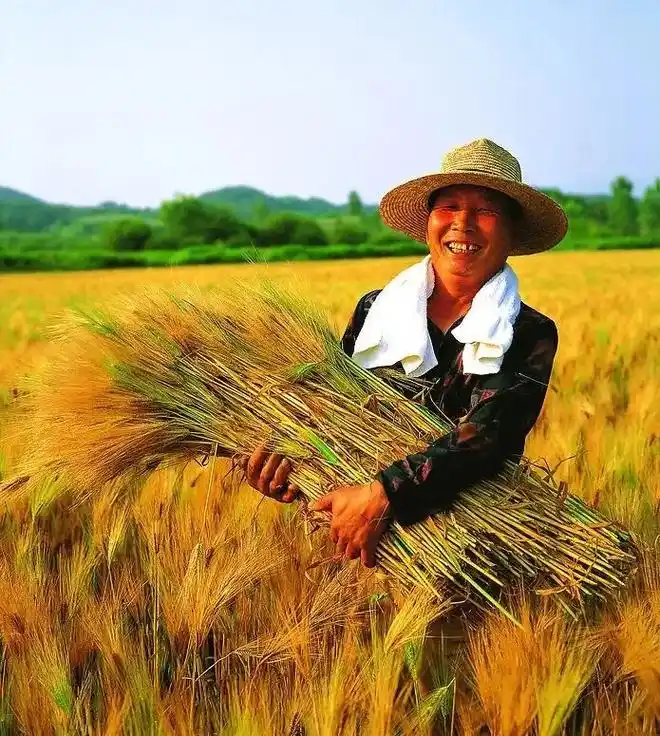 丰收的季节已来临,田里稻谷飘香,一阵阵的稻浪被风轻轻抚摸,农 - 抖音
