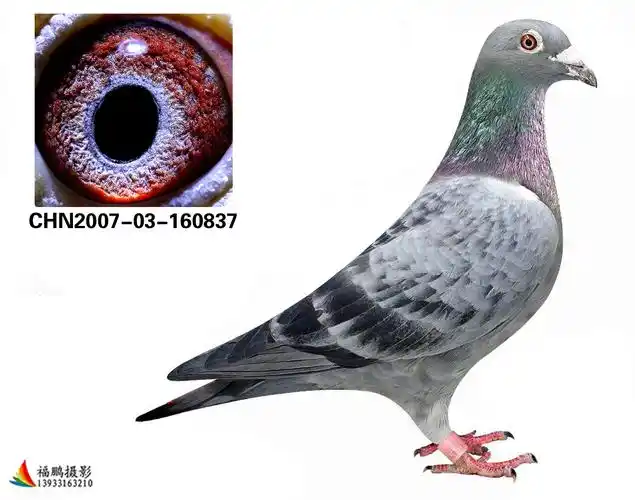 詹森小火箭(火箭37号)