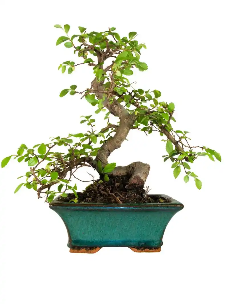 樟树盆景的繁殖最佳时间通常在春季和秋季,这两个季节的气候条件较为