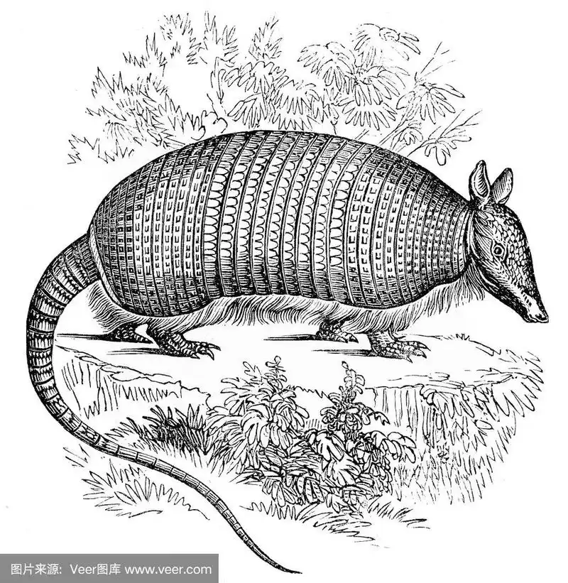 犰狳,雕刻术,垂直画幅,图像,绘画插图