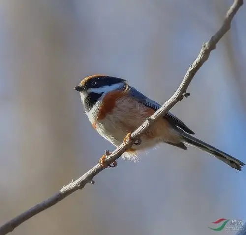 红头长尾山雀 - 尼康专栏 鸟网