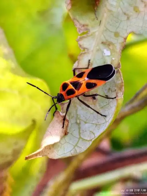 暖阳下的红脊长蝽