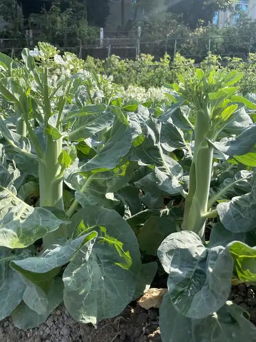 芥兰种子芥蓝大田露天种植春季夏秋冬四季播盆栽阳台广东蔬菜种籽 四
