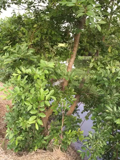 我家小树林长的檀木,属于哪一种啊?