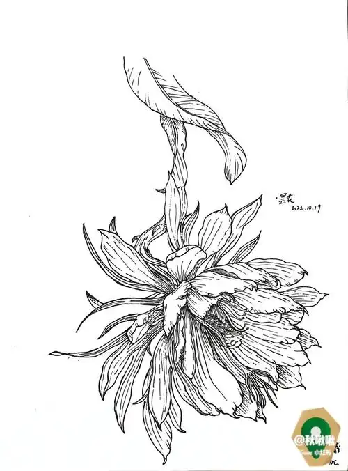 绘画  #手绘  #画画  #寻找小红书绘画大神  #画画的日常  #昙花