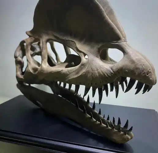 童年回忆杀!双脊龙头骨复刻再现🦖