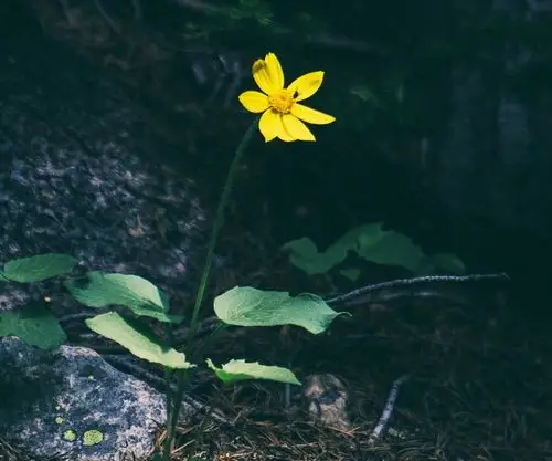 森林下的一朵野花手机壁纸