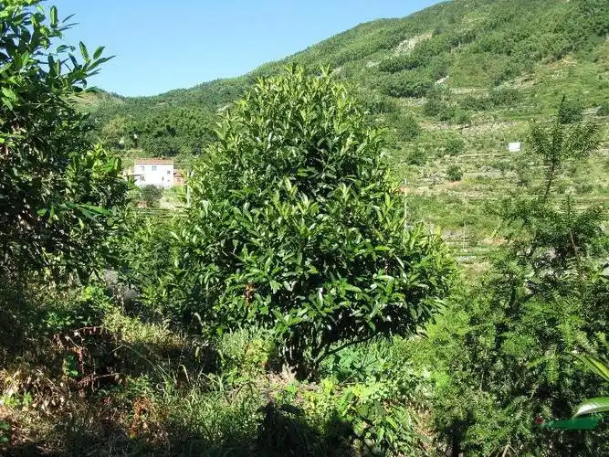 苦丁茶树多杆众生图片