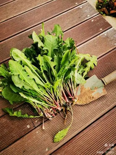 绿莹莹的蒲公英