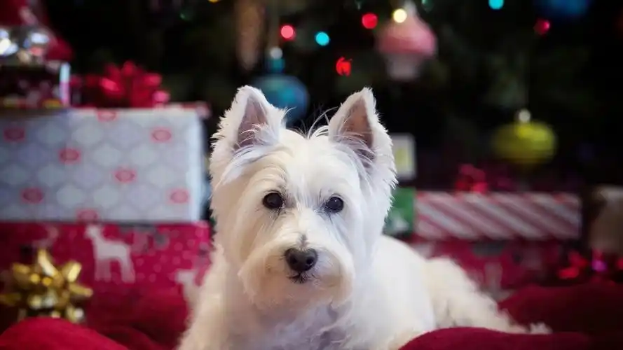 狗狗,可爱美女,动物,狗狗,呆萌,可爱,动物,电脑壁纸,壁纸超萌的可爱