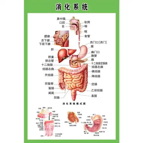 人体内脏解剖示意图全身器官分布图医院心脏解剖挂图医学海报血管示意