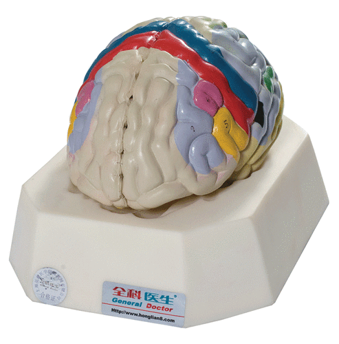 大脑皮质功能定位模型gd/a18205 人体脑部解剖模型 教学培训专用