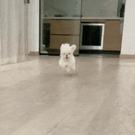 狗狗飞奔而来 gif 动图_狗狗_动图_gif表情