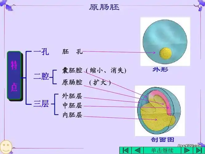 高二生物动物的个体发育课件ppt