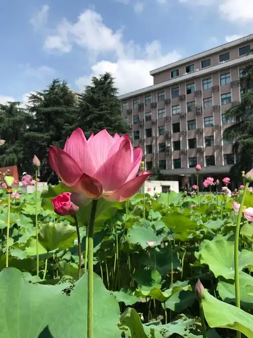 浙江大学华家池校园风景