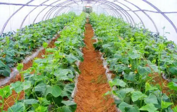 大棚蔬菜怎样进行通风?