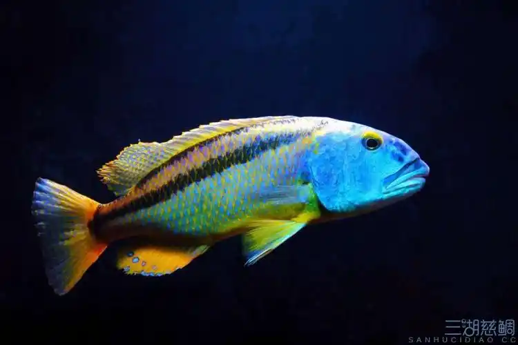 大马美图奉上 - 三湖慈鲷学堂 - 龙巅三湖慈鲷