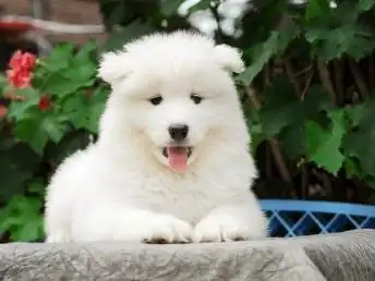 自家大狗生的一窝萨摩耶可以来家里看大狗品相