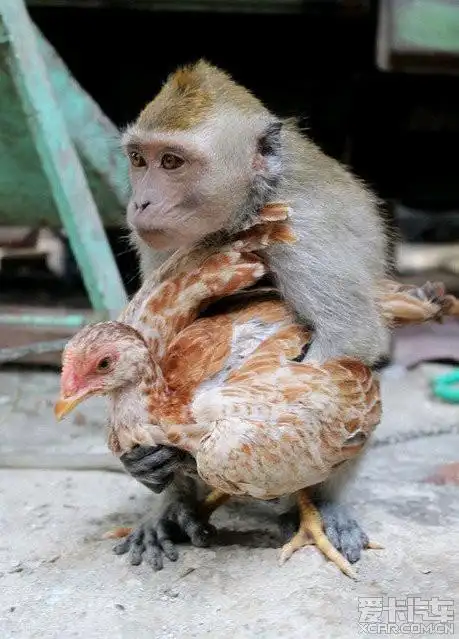 印尼上演猴鸡恋